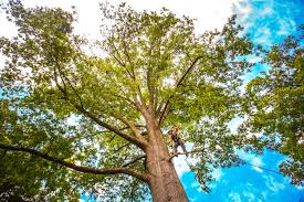 Best Stump Grinding and Removal  in Carbon Cliff, IL