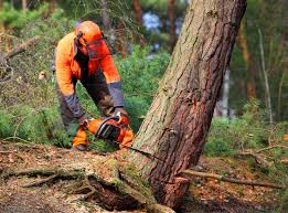 Best Emergency Tree Removal  in Carbon Cliff, IL