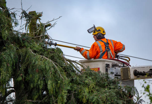 Best Commercial Tree Services  in Carbon Cliff, IL