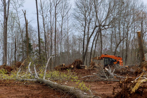 Best Arborist Consultation Services  in Carbon Cliff, IL