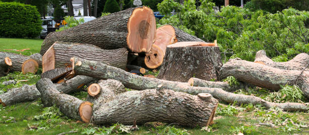 Best Tree Maintenance Programs  in Carbon Cliff, IL