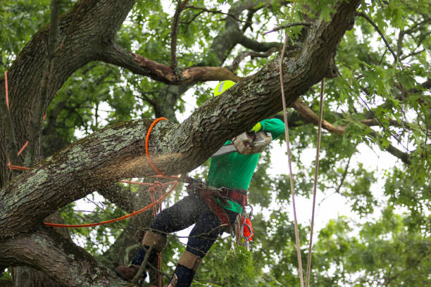 Best Tree Trimming and Pruning  in Carbon Cliff, IL