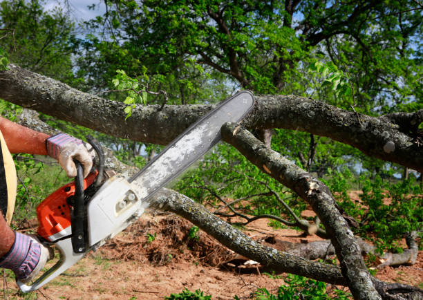 Best Tree Disease Treatment  in Carbon Cliff, IL